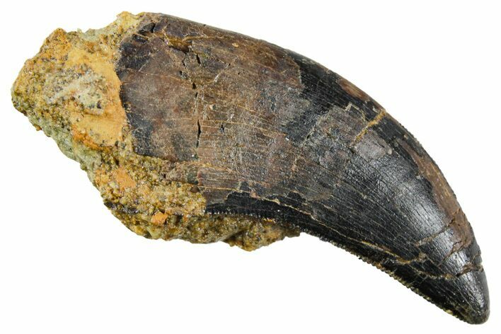 Serrated, Tyrannosaur (Nanotyrannus) Tooth - Montana #353337